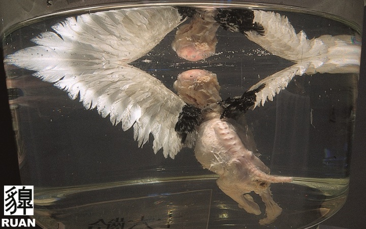 《RUAN》  随展览空间变化 胚胎头部标本，动物尸体残部，福尔马林防腐剂   1999

