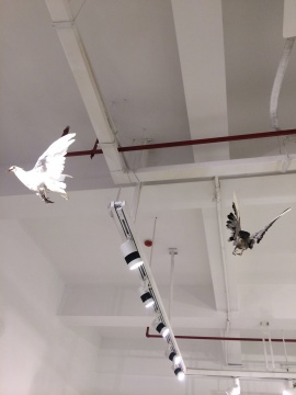 悬挂在空中的鸽子标本