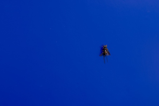 ​作品局部——蜜蜂钟爱蓝色以致于它们会在蓝色的区域筑巢。把森林里的一块区域涂成蓝色，一个简易的蜜蜂陷阱就这样完成了。
