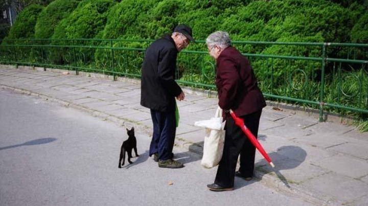 “鲁迅公园计划文献展” ——鲍栋《喂猫老人》摄影