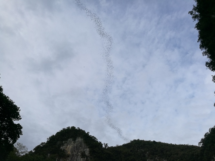 马来西亚雨林中集体出行觅食的蝙蝠，刘冰在此停留了二十分钟，亲眼见到了它们成群结队出洞，又成群结队回家
