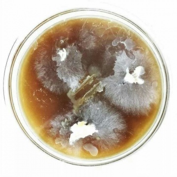 正在培育的红茶菌 
图注来源：艺术家、跨媒体实验室Dogma Lab联合创始人徐维静提供
