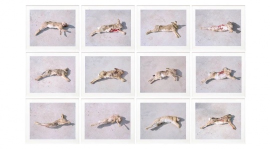 张晓  《死兔子》，出自《萌萌》系列，2017  （2010第二届三影堂摄影奖获得者）
