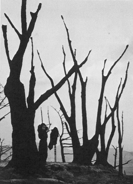 林应植《裸露的树枝（釜山）》1953 图片由艺术家提供
