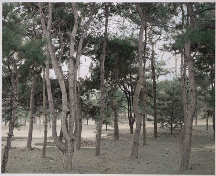 《冷清的松林》 151×184cm 摄影绘画 2018 图片由艺术家及魔金石空间提供
