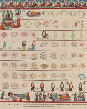 《人体胚胎发育》，藏医曼唐，馆藏：青海藏文化博物院 
