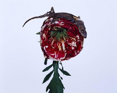 “花与JAMORINSKY”系列 75×60cm c-print
