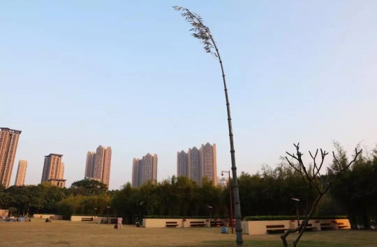 方少华 《风竹》 高12米 不锈钢锻造、蚀刻
方少华 《风竹》 高12米 不锈钢锻造、蚀刻
