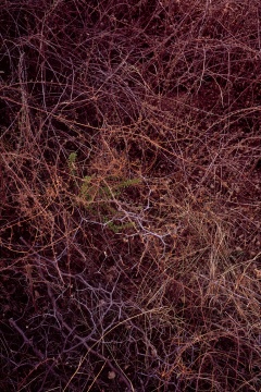《唐陵深草02》，收藏级艺术喷绘, 201x134cm, 2015

