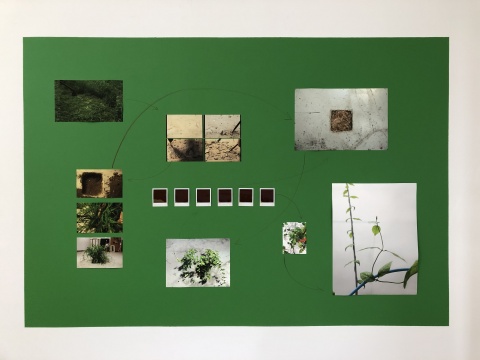 范西《种草》 行为、摄影 2014,2015-2017

