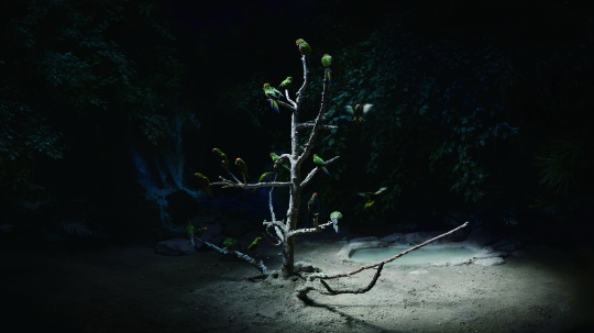 侯帅，夜鹦(Parrots in the Dark)，广告灯箱，140cmx80cm，2018
