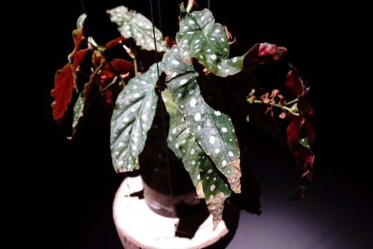 《三体植物》(作品细节)
《三体植物》(作品细节)