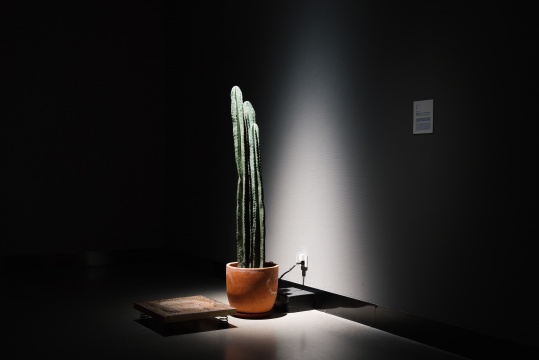 《觉醒》,新媒体装置(金属弹簧,振动发生器,橡木板,植物生物数据传感器,定制贴片,微控制器,电线,仙人掌 ),尺寸可变,2024,觉然
《觉醒》,新媒体装置(金属弹簧,振动发生器,橡木板,植物生物数据传感器,定制贴片,微控制器,电线,仙人掌 ),尺寸可变,2024,觉然