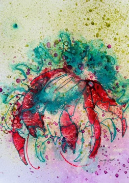 康鹤鸣 寄居蟹系列 42X30cm 纸本水彩 2025
